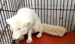 白狐在线观看,探寻神秘传说，共赴奇幻之旅