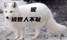 白狐在线观看,探寻神秘传说，共赴奇幻之旅